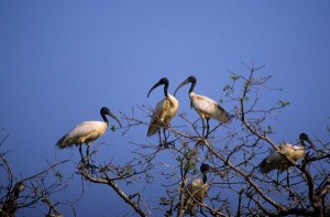 Black Headed Ibises