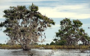 Nesting trees