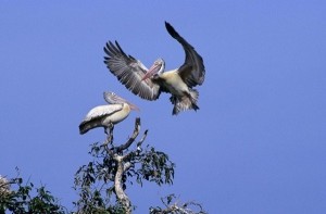 Spotted Bill Pelicans