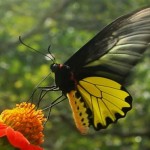 Kep Butterfly Farm – a “worth to visit” destination in Kep, Cambodia