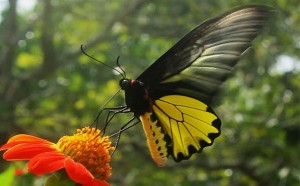 Kep Butterfly Farm – a “worth to visit” destination in Kep, Cambodia