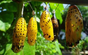 Tourist learn more about butterfly’s life cycles at Kep’s Butterfly Farm