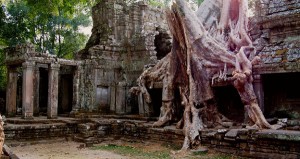 Spung tree at Preah Khan Temple