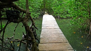 Visitors get to walk on an elevated platform