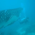 Diving at Koh Tang