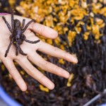 The healthy eight-legged snack in Siem Reap markets